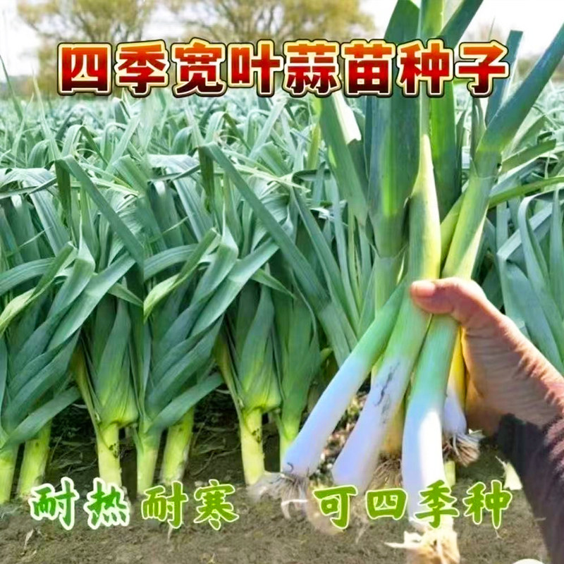 宽叶蒜苗种子四季常青多茬采收红皮青蒜农家家庭种植蔬菜种孑大全
