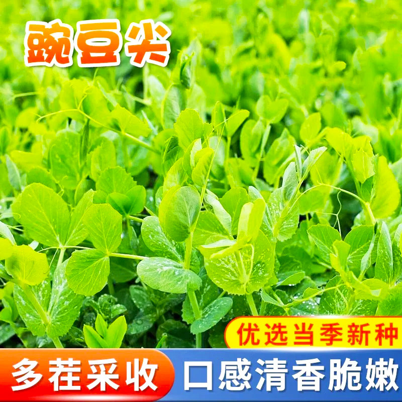 【10天一茬】四季豌豆苗种子特大豆尖水培荷兰豆芽碗豆尖芽菜种子
