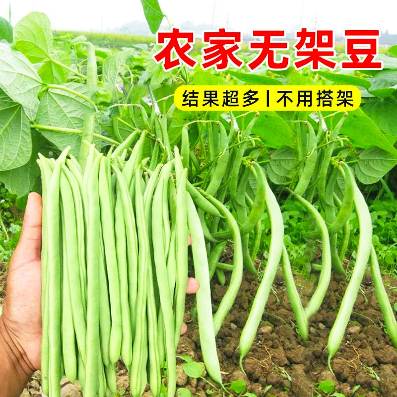 摘不败特嫩97-5架豆种子无筋高产白不老芸豆种子春秋两季豆角种子