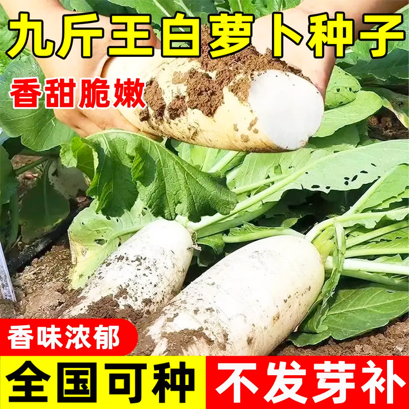 九斤王特大萝卜种子种籽夏秋季四季蔬菜孑子籽种白皮水果秋冬季白