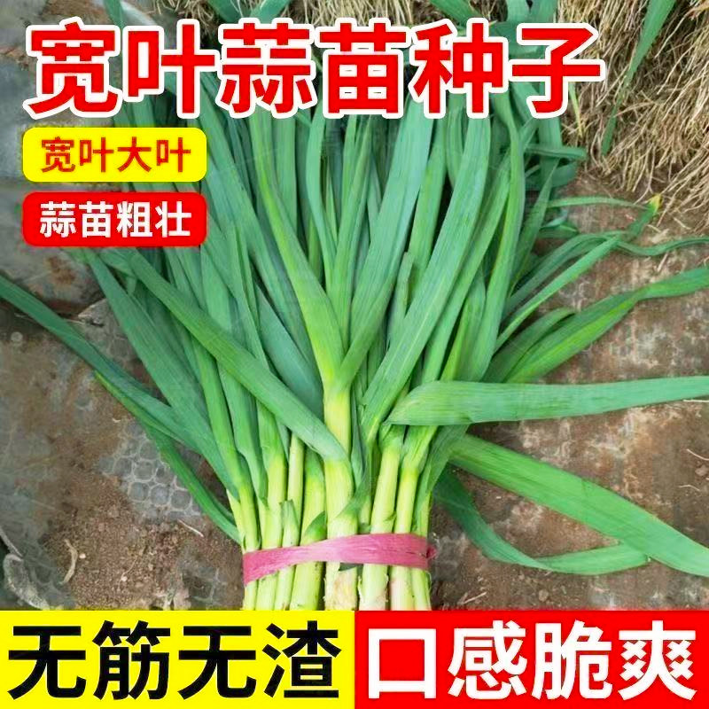 四季宽叶蒜苗种子种籽蒜苗青蒜洋蒜苗洋大蒜秋冬季菜籽农家蔬菜子