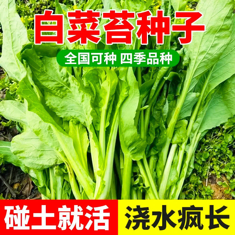 香甜早熟白菜苔种籽白菜心种子脆甜菜苔菜种农家稻田蔬菜四季种植