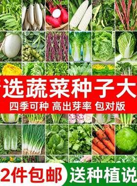 四季蔬菜种子大全生菜辣椒萝卜茄子香菜种植四季菜籽菜组合装易种