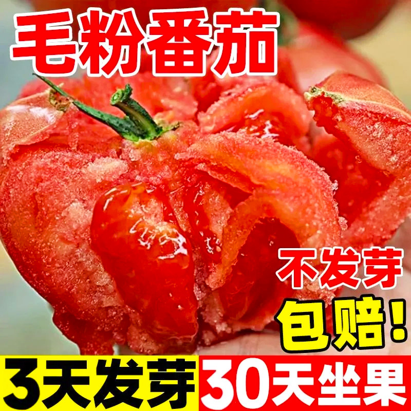 特大西红柿种子老品种超甜洋柿子番茄种籽田园种植四季高产番茄种