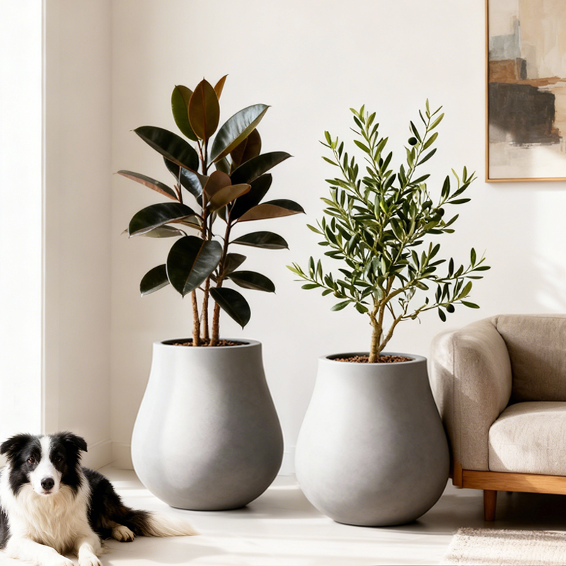 龟背竹天堂鸟琴叶榕水泥花盆透气