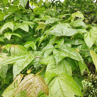 贵州三角枫野枫叶中草药材枫树叶青枫叶孕妇月子洗澡新鲜枫树枝叶