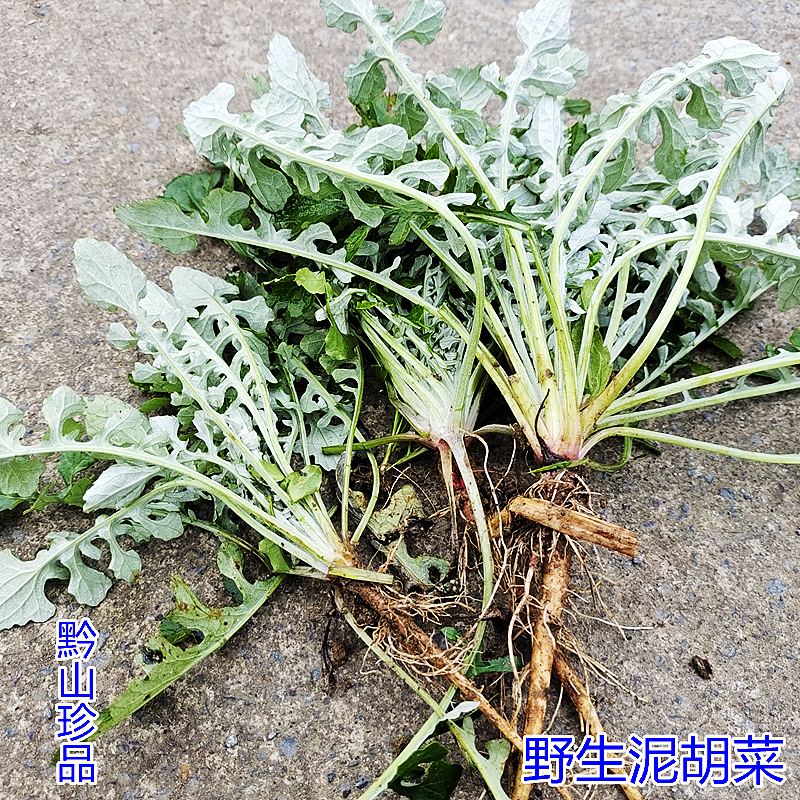 贵州野菜泥胡菜石灰菜猪兜菜剪刀菜花苦荬菜新鲜时令蔬菜现摘现发