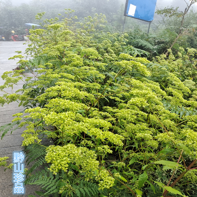 黄花败酱中药材龙芽贵州