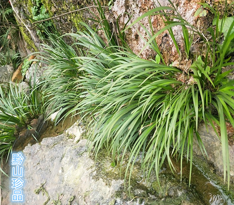 中药材石菖蒲造景观赏植物水剑草