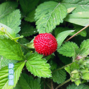 新鲜蛇莓蛇泡草中药材龙吐珠野草莓三爪龙新鲜现挖爬藤蔓植物蛇果