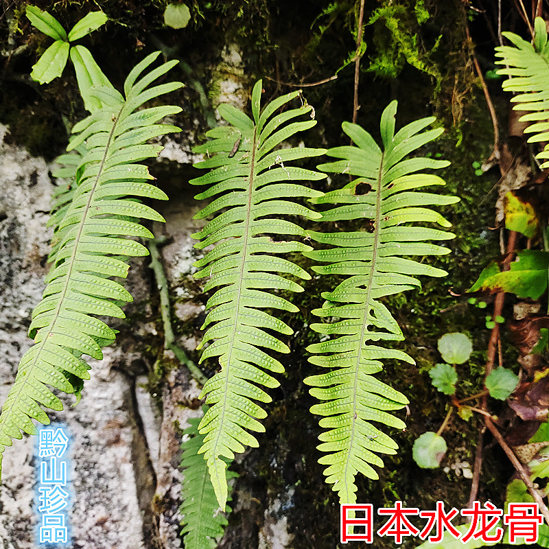 日本水龙骨青石莲宝剑草金星凤尾