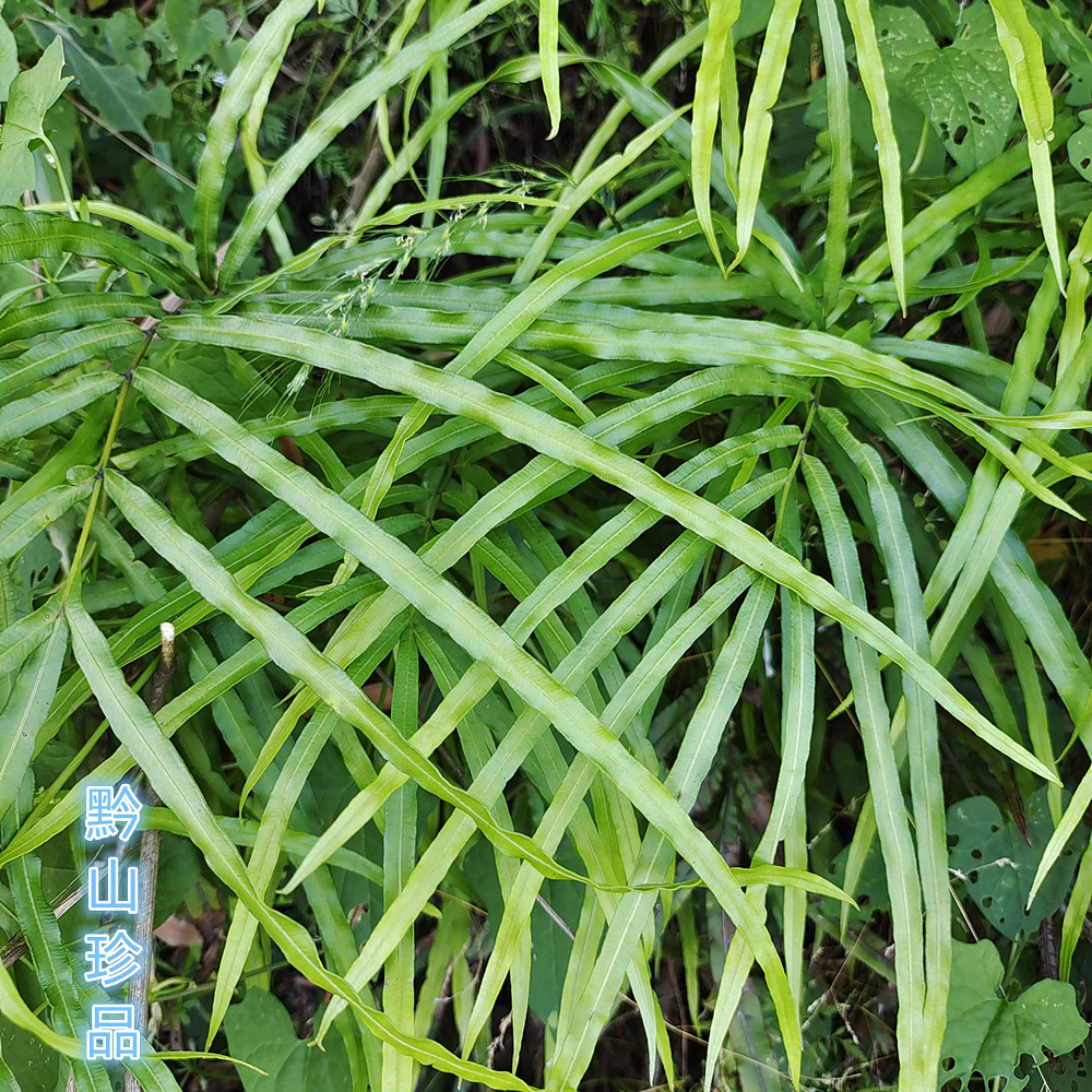 贵州草药鸡脚草深山自然新鲜药材凤尾草金鸡尾进口边草五指草包邮