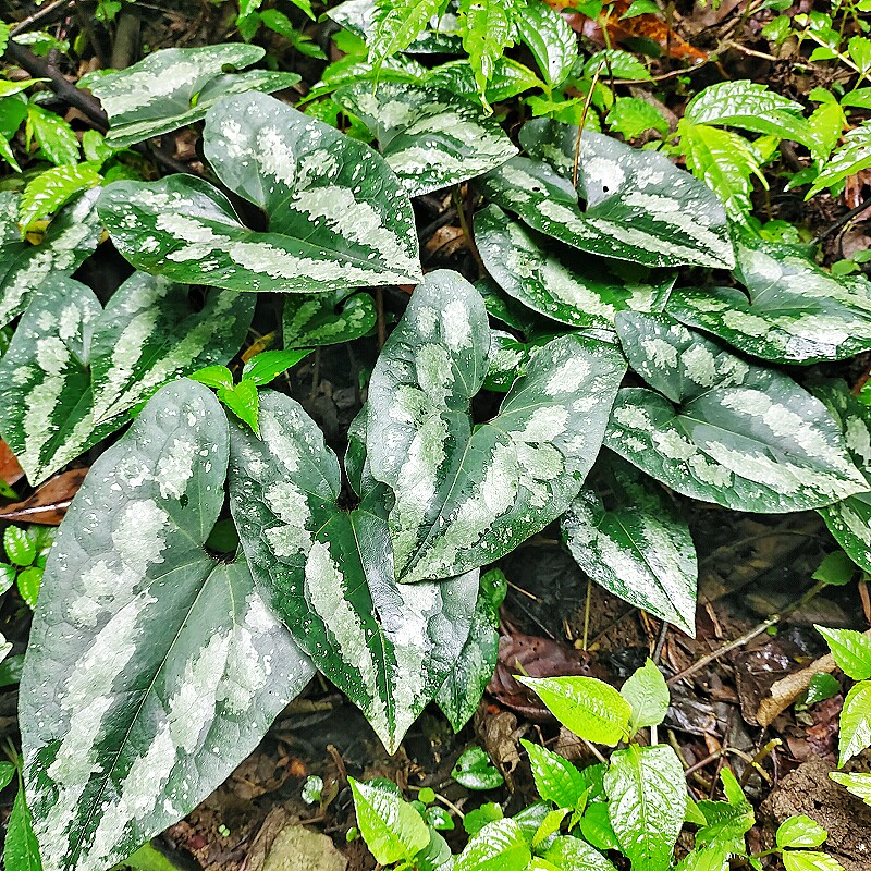 中草药材花脸细辛马蹄细辛杜衡花面细辛水马蹄花脸猫邵叶细辛现采