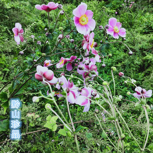 秋牡丹 多年生宿根野棉花 打破碗碗花观赏花庭院阳台盆栽苗白头翁