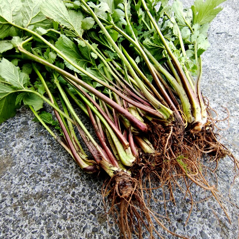 当季蓝布正中草药材红心草路边青兰布正整棵带根晒干头晕草水杨梅