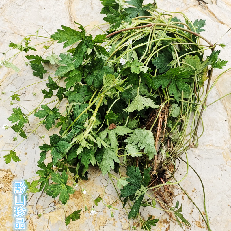 老鹳草五瓣花老贯草五叶草贵州