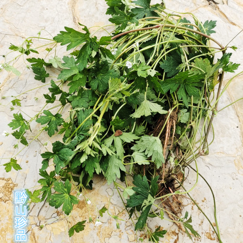 老鹳草五瓣花老贯草五叶草贵州