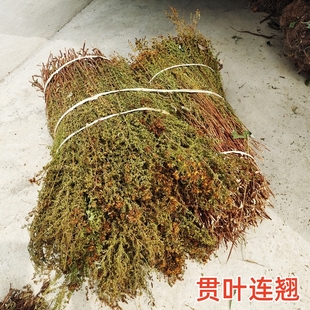 新品上市贯叶连翘中药材天然生长圣约翰草新鲜晒干全草小叶金丝桃