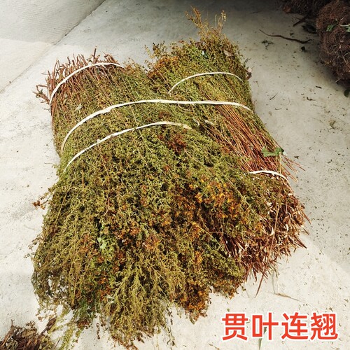 农家采摘晒干全草贯叶连翘千层楼