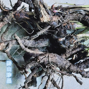 贵州草药野棉花根中药材打破碗碗花大火草新鲜采挖多年生秋牡丹根