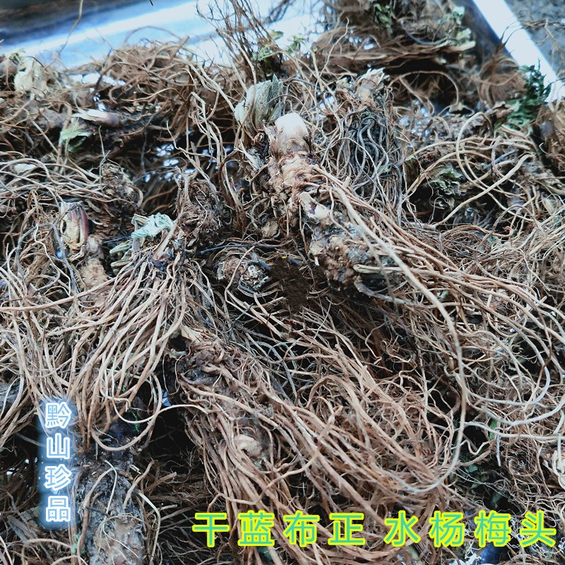 贵州蓝布正根 中药材 水杨梅路边青兰不正多年生南不正头晒干500g