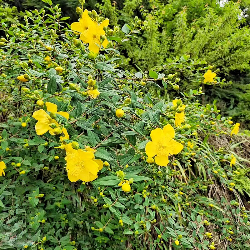贵州金丝桃狗胡花金丝海棠土连翘