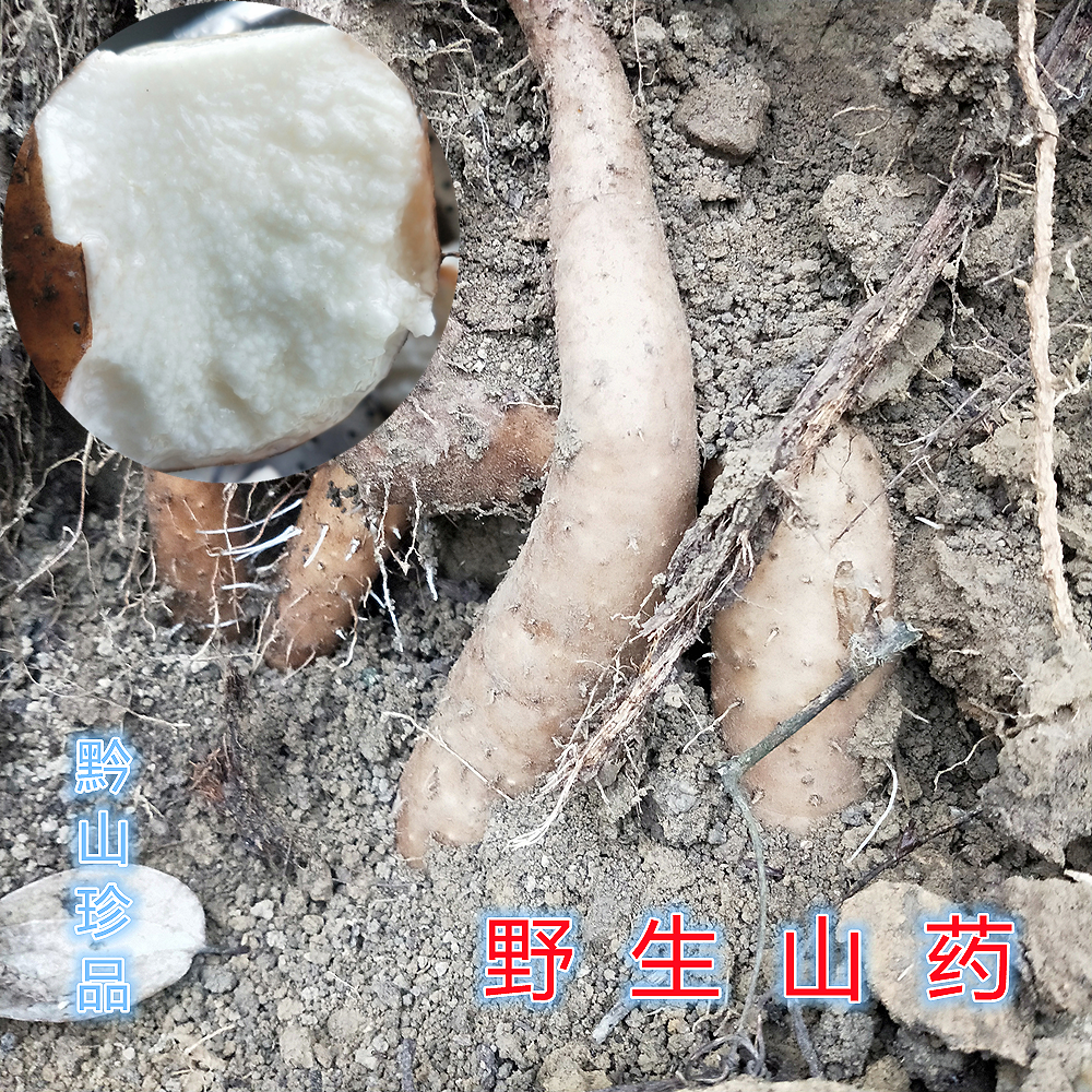 贵州蔬菜铁棍山药薯药薯芋淮山药薯蓣农家现挖多年生新鲜山药