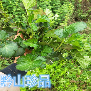 贵州草药蓝布正 中药材南不正路边青水杨梅头晕药 兰布正新鲜食用