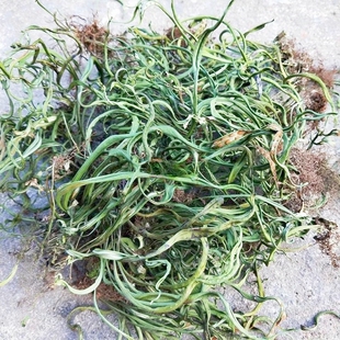 贵州草草药瓦韦小肺筋中药材大金刀小叶骨牌草千只眼晒干嗷嗷叫草