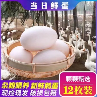 新鲜鹅蛋农村散养土鹅蛋生鲜蛋品孕妇去胎毒营养辅食12枚箱初生蛋