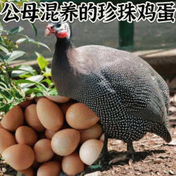 珍珠鸡蛋现捡现发珍珠蛋几内亚鸟正宗纯种观赏鸡公母混养珍禽鸡蛋