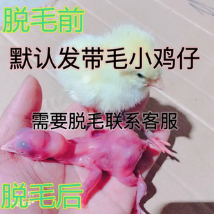 日龄鸡冷冻带毛小鸡仔喂蛇鹰鳄鱼动物园喂幼虎狼狐狸饲料带毛脱毛