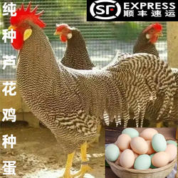 芦花鸡五黑芦花品种鸡蛋粉绿壳汶上芦花鸡蛋土鸡受精卵顺丰包邮