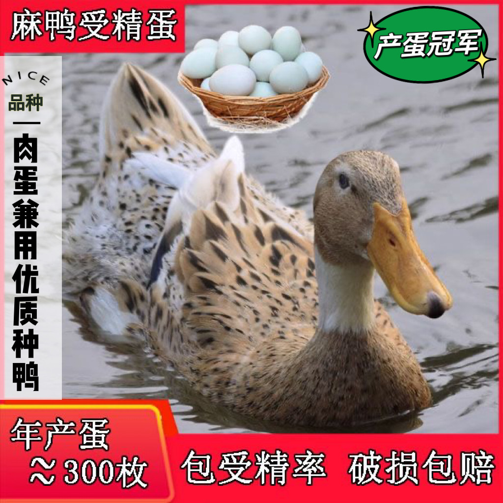 鸭子种蛋绍兴麻鸭肉蛋型白脖可孵化宠物小黄鸭家养受精蛋顺丰包邮