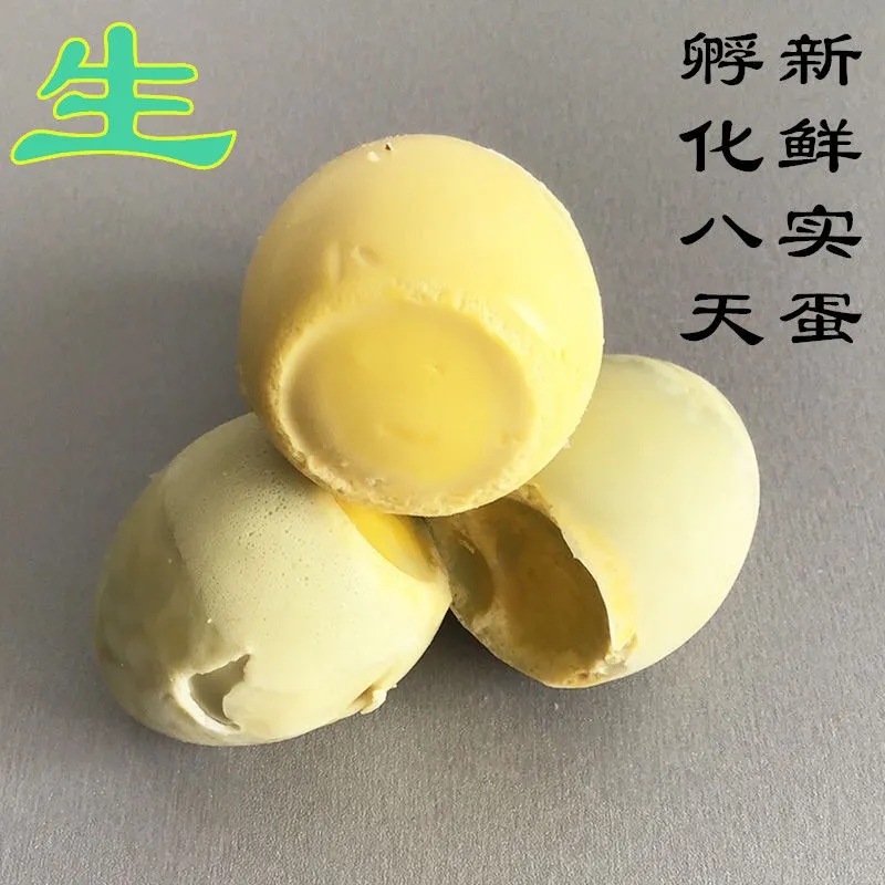 孵化实蛋鸡蛋天然孵化7~8天的生鸡蛋水蛋寡蛋臭蛋烧烤非活珠子