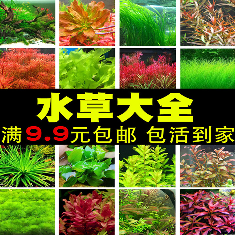 水草造景套餐鱼缸水族箱装饰布景中后景活体淡水红宫廷真水草植物