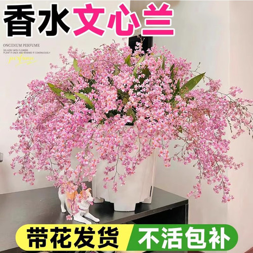 文心兰盆栽现带超多花苞香水梦香兰水培绿植物室内阳台兰花花卉