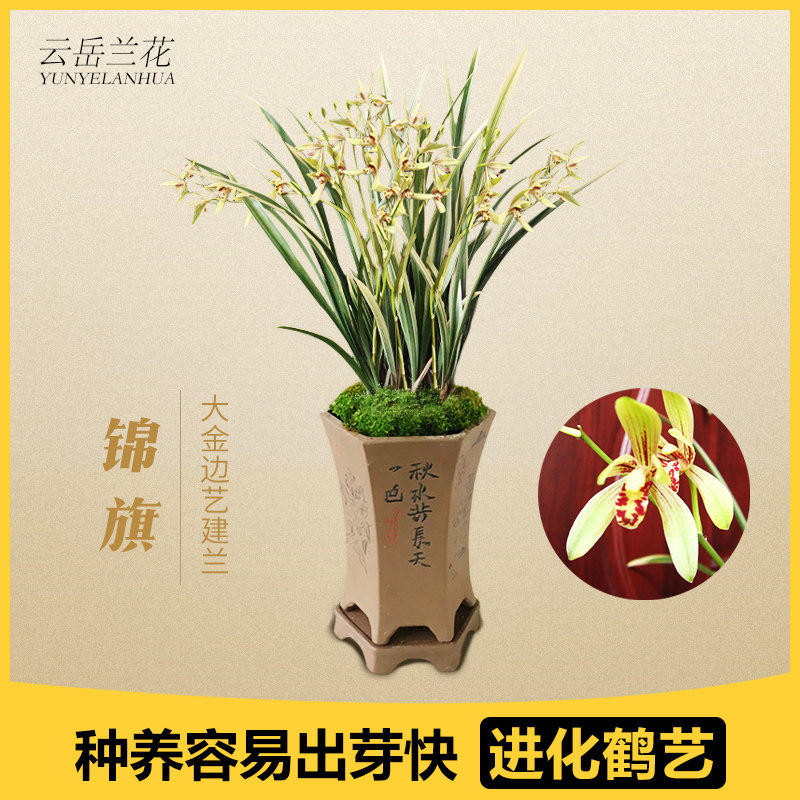 云岳兰花 建兰四季兰花苗名品锦旗带金边线艺 精品好养现带花出售