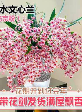 文心兰现带超多花出售