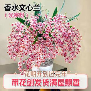 香水文心兰梦香浓浓奶香味花开上百朵 冬春带花苞出售桌面盆载