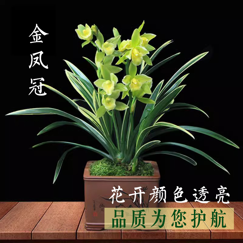 建兰名品浓香型室内盆栽好养易活