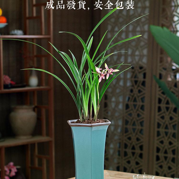 建兰名品玉红双娇气味浓香