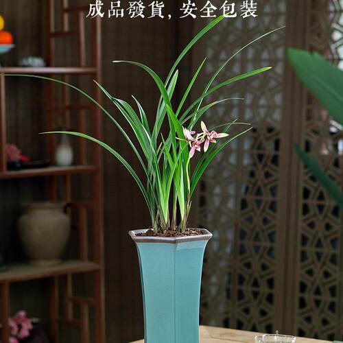 建兰名品玉红双娇气味浓香