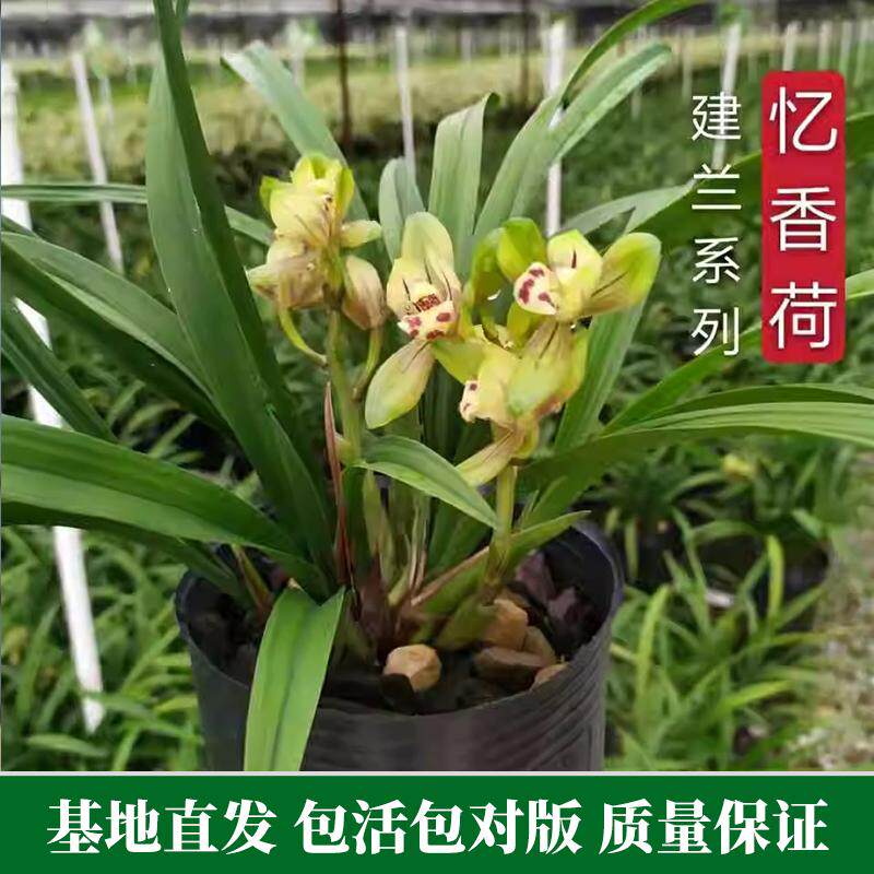 忆香荷四季兰兰花浓香建兰办公室绿植花卉室内阳台盆栽好养易活