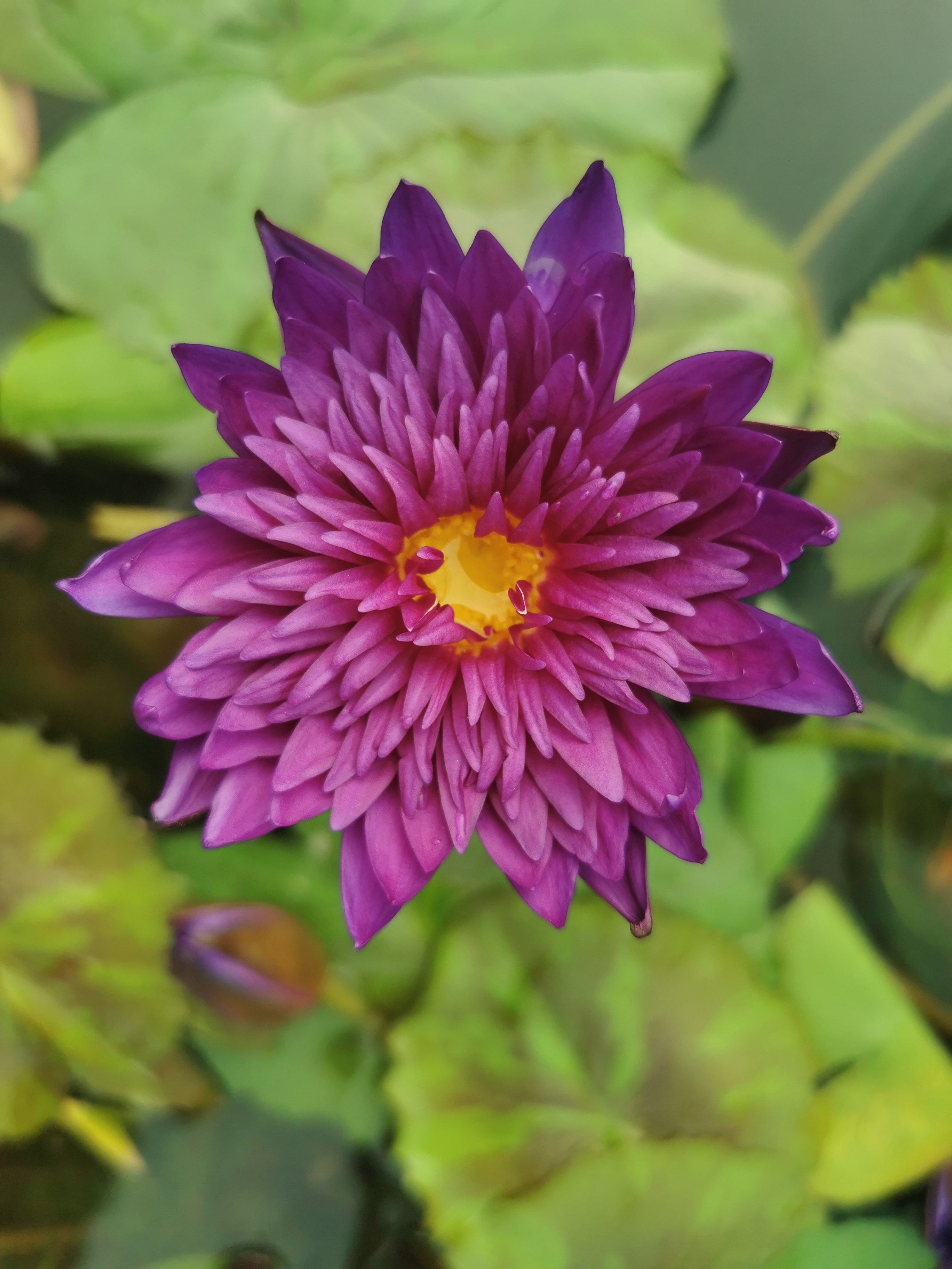 热带品种睡莲,银河系,公牛,海葵,包对版,带成熟花苞发货