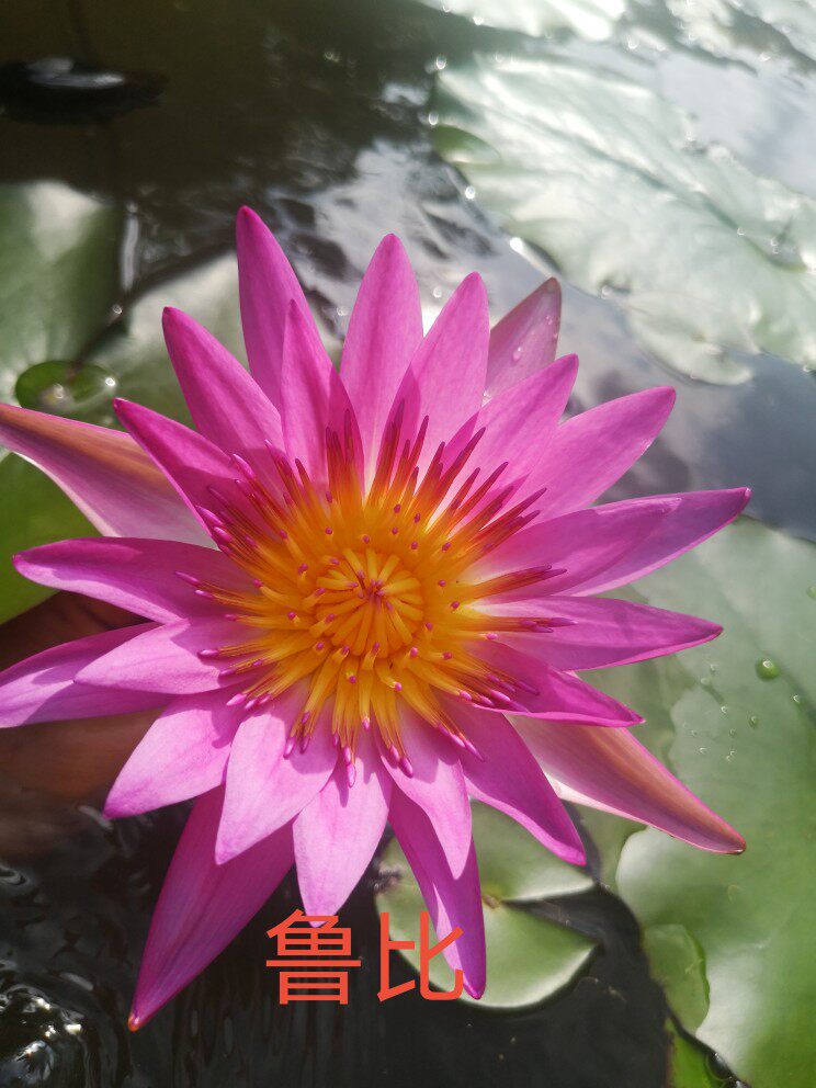 批发胎生品种睡莲中大苗,带花苞发货,50棵起,满50棵包邮