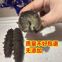 唐山特产乐亭曹妃甸本地海参即食正宗刺参新鲜活海叁辽参干货野生