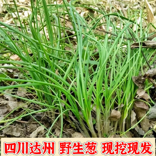 四川达州现挖新鲜野葱小根蒜香葱野蒜野葱野蒜山葱苦藠头