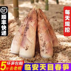 2025临安秋笋雷笋新鲜现挖油焖笋腌笃鲜天目雷笋时令蔬菜