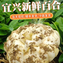 2024宜兴新鲜百合龙山百合食用微苦特级3斤5斤3头5头农家现挖百合